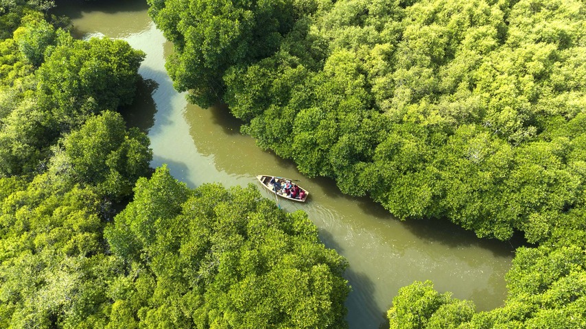 Pichavaram Mangrove Forest